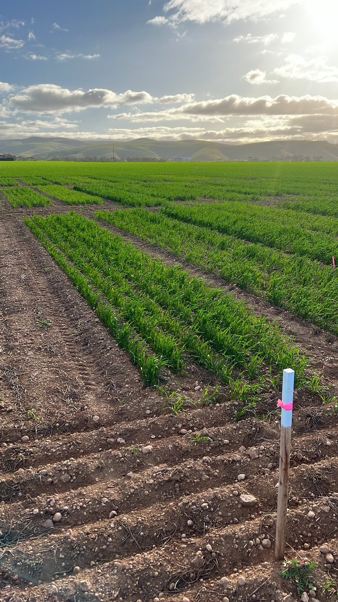 Mallee Sustainable Farming tweet media
