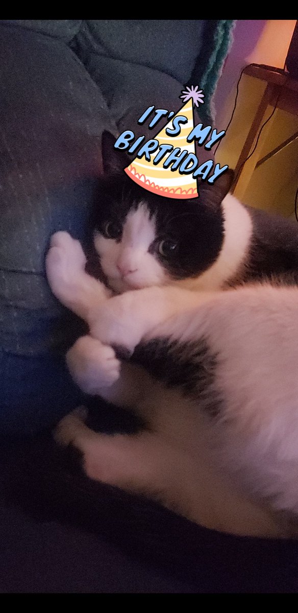 Tux is three today 🥰🎉🥳