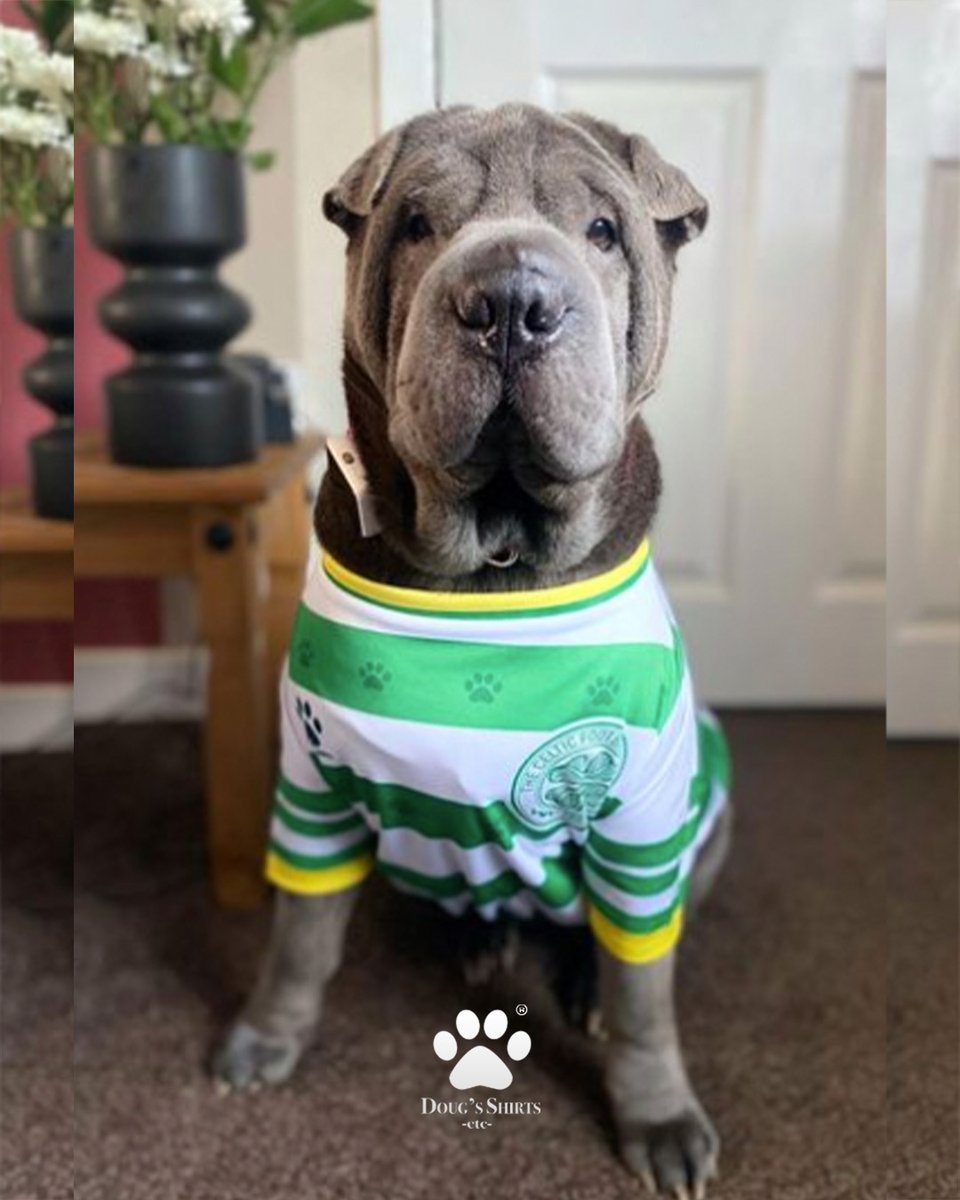 Another day another great fan pic! Thanks for tagging us @luna_the_blue_sharpei You definitely look pawsome in your jersey! Keep sending us your photos!

#dougsshirts #dougsworld #celticfc #celticfcfan #cmonthehoops #sportsfan #furryfan #football #footballfan