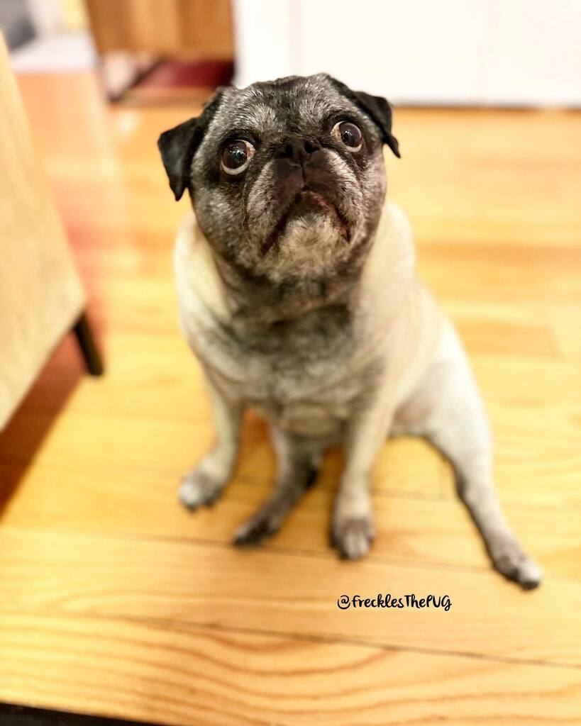 FrecklesThePUG's tweet photo. Oh hi!
#pug https://t.co/Rgrj19yG97 https://t.co/QcWN72uWXQ