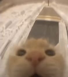 ♱⠀.⠀  hola. estoy reviviendo mis cuentas o intentando, más bien.