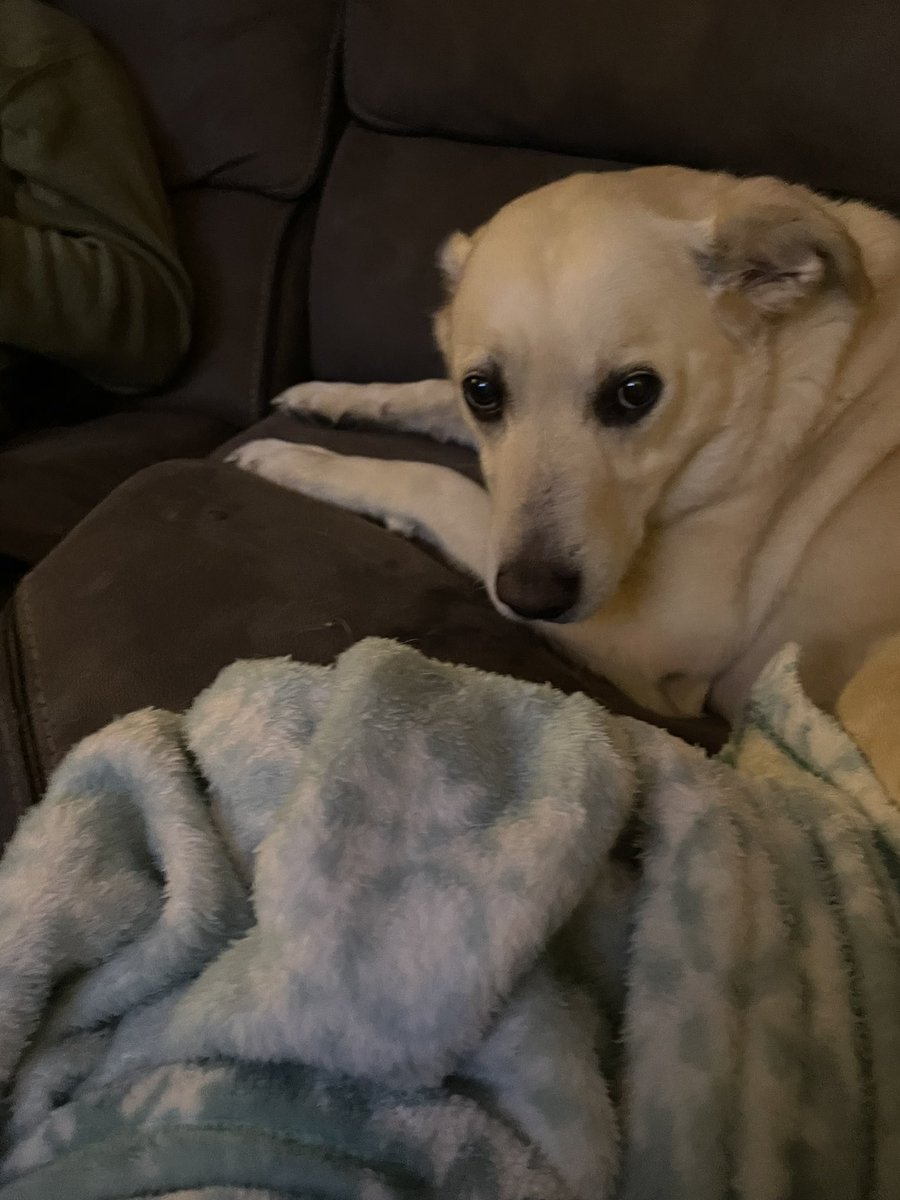 saturnbeees's tweet photo. my dog giving me the stank eye https://t.co/IimombcSpV