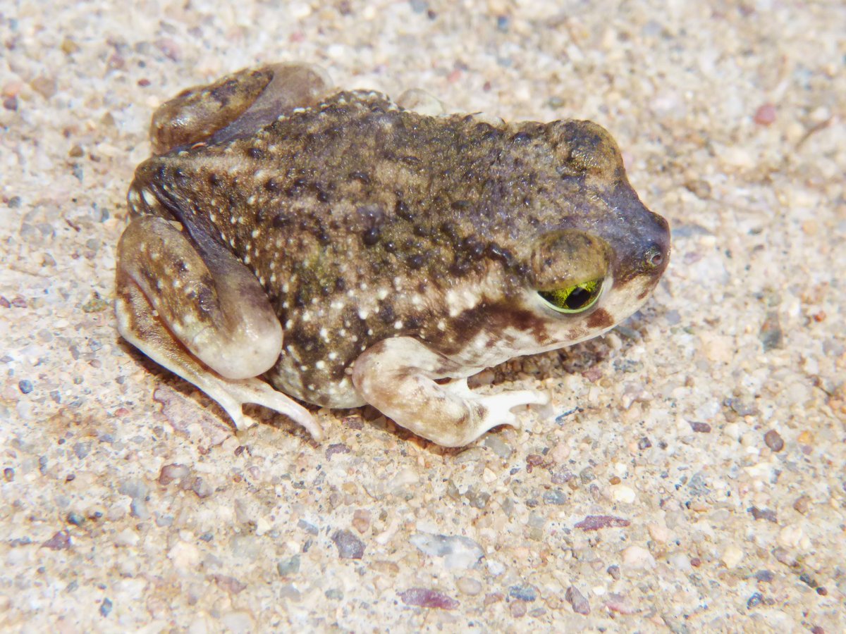 @OrianneSociety I fell in love with Couch's Spadefoot Toad while visiting my mother in Arizona