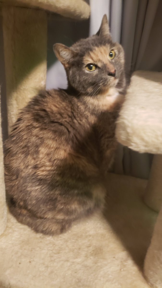 Sean Plott tweet media