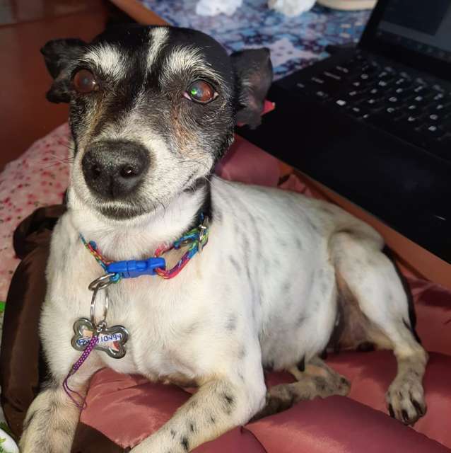 En adopción: MOTITA - adoptame.com.mx/adopcion/masco…