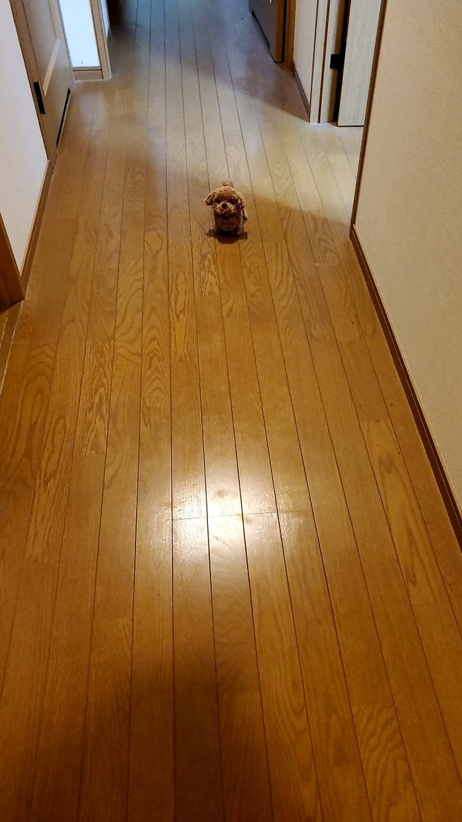 ワケあってとうとう犬を買うことになりました🤣
名前は「はんぺん」です🐶 https://t.co/cUz4tCkbB5