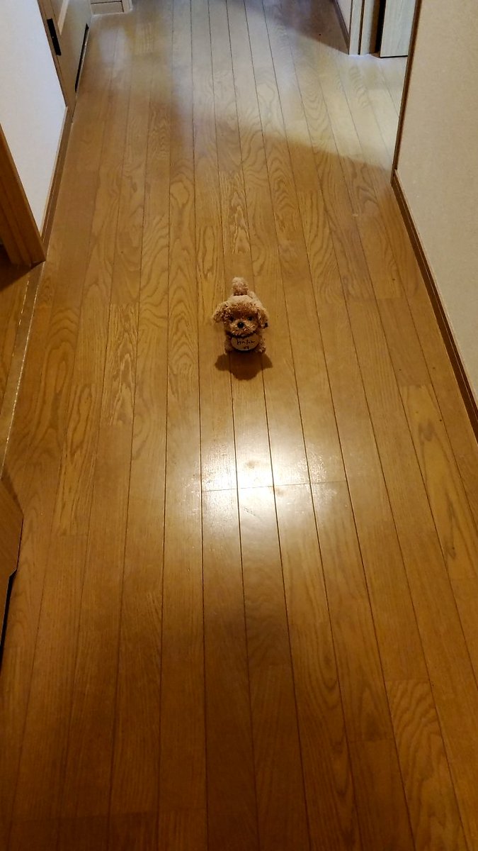 ワケあってとうとう犬を買うことになりました🤣
名前は「はんぺん」です🐶 https://t.co/cUz4tCkbB5