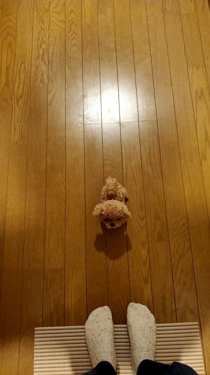 ワケあってとうとう犬を買うことになりました🤣
名前は「はんぺん」です🐶 https://t.co/cUz4tCkbB5