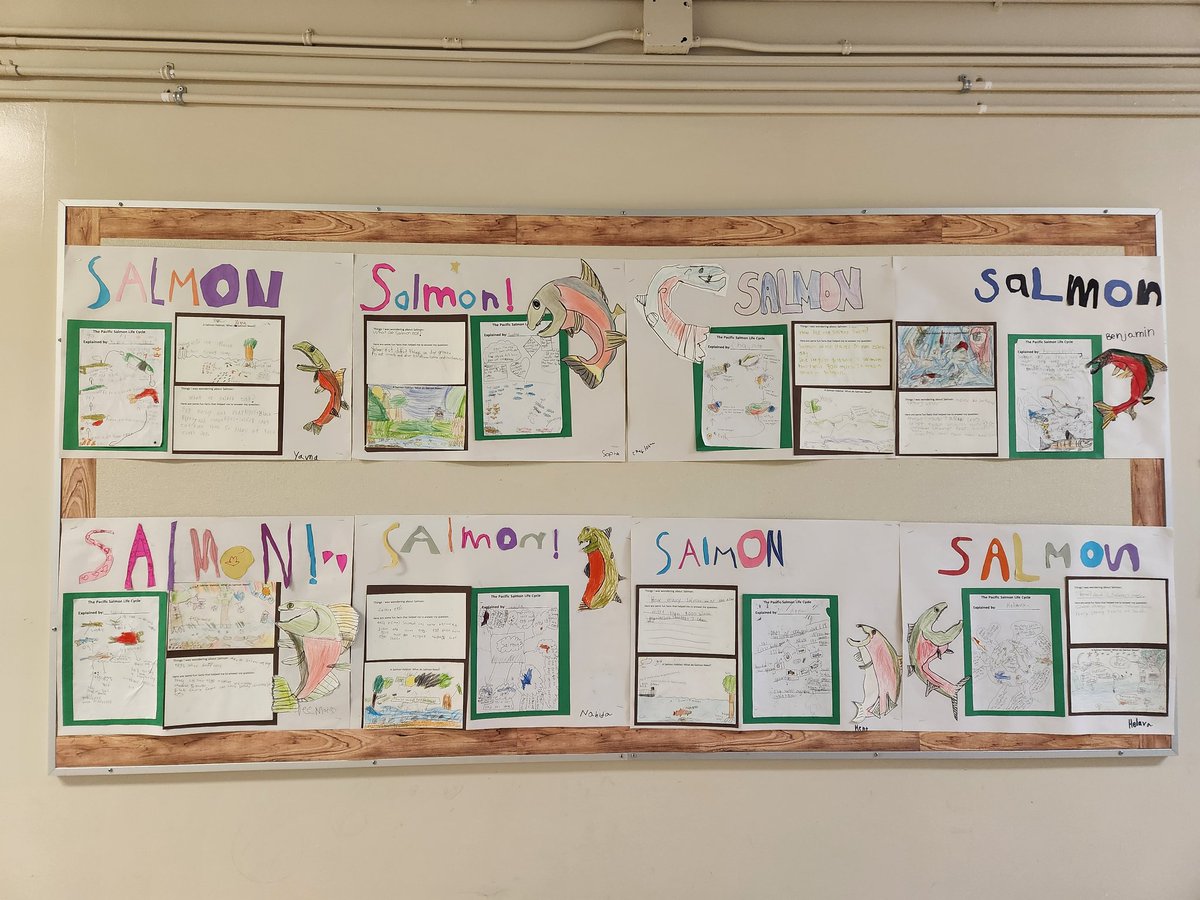 Kdmcarthur11's tweet photo. I'm in love with these amazing #salmon inquiry projects done by some gr 2/3 #MJS students. These students have been tracking our salmon growth.
#sd36learn 
@MsG_Graham https://t.co/nacSdwhOGG