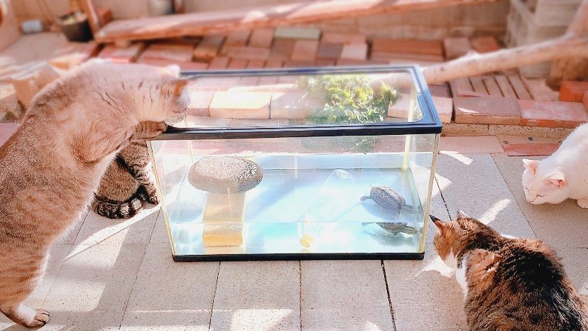 sen10teto's tweet image. ガラス越しの猫と亀。
夏には仲良くなれるだろうか……

 #小さな猫庭
 #キャティオ
 #catio