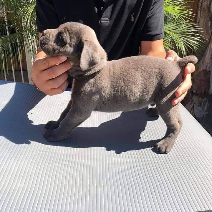 Kimbi512's tweet photo. Pure breed cane corso puppy for rehoming both males and females

.
#pet #1peter #petz #petshop #xpet #petyourpets #petyrbaelish #pety #xpetiboots #xpeti #xpetstore #xpetraxoxo #petxl #petxines #petys https://t.co/uJK5csyCIt