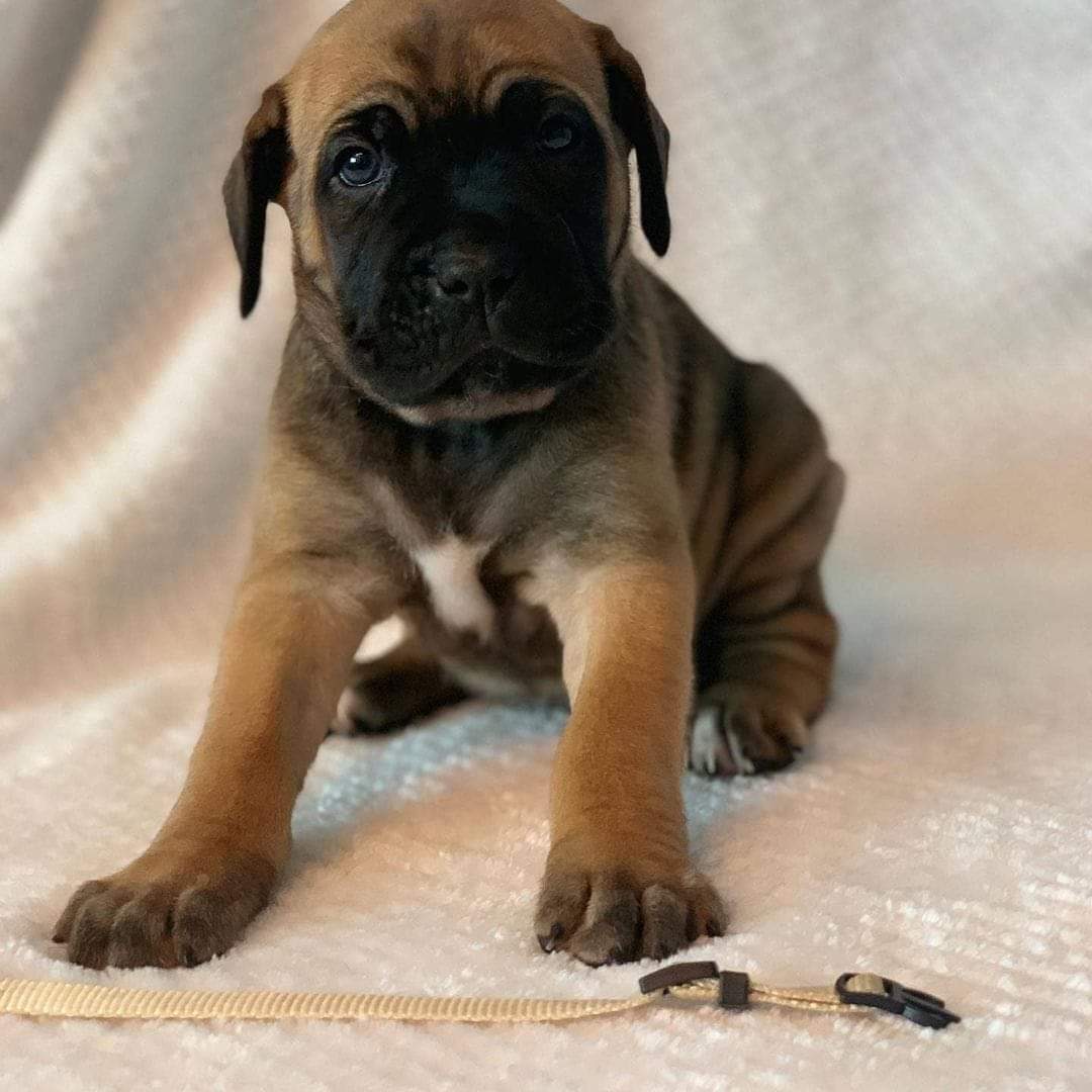 Kimbi512's tweet photo. Pure breed cane corso puppy for rehoming both males and females

.
#pet #1peter #petz #petshop #xpet #petyourpets #petyrbaelish #pety #xpetiboots #xpeti #xpetstore #xpetraxoxo #petxl #petxines #petys https://t.co/uJK5csyCIt
