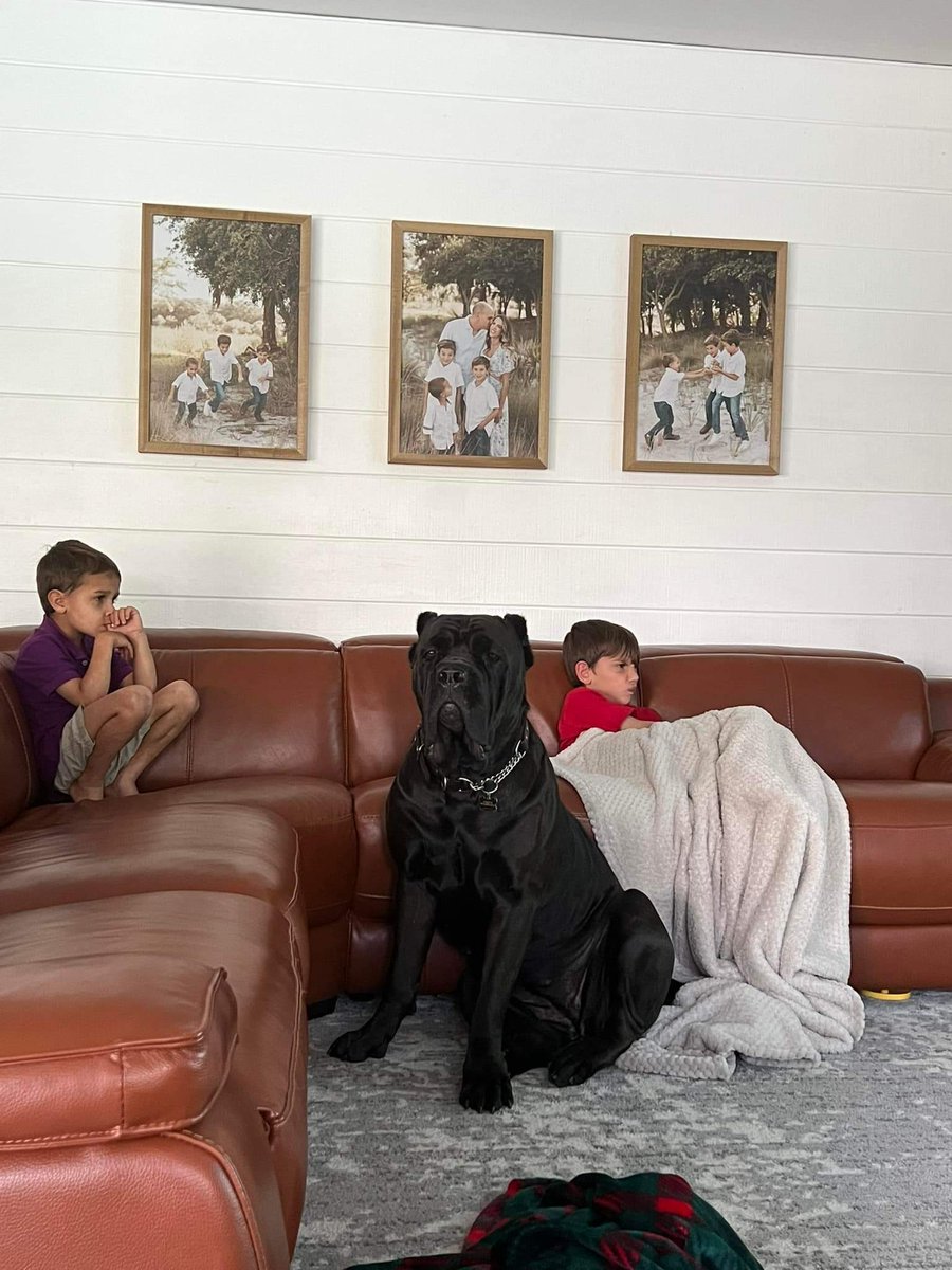 Kimbi512's tweet photo. Pure breed cane corso puppy for rehoming both males and females

.
#pet #1peter #petz #petshop #xpet #petyourpets #petyrbaelish #pety #xpetiboots #xpeti #xpetstore #xpetraxoxo #petxl #petxines #petys https://t.co/uJK5csyCIt