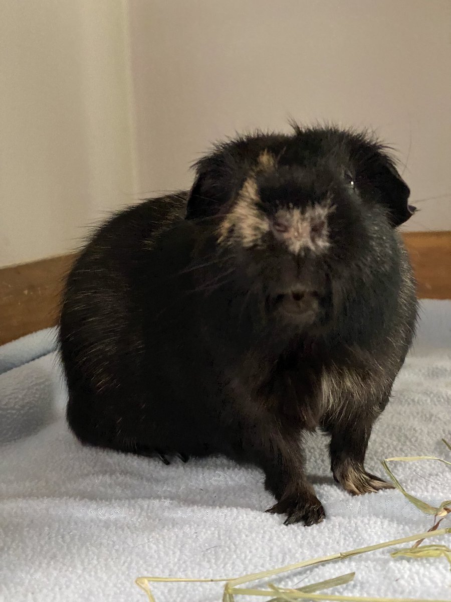 <a href="/DailyGuineaLips/">Guinea Pig Lips 🏳️‍🌈</a> Living the leisurely life.