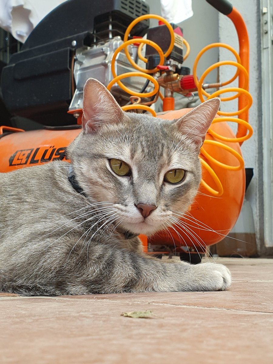 SantiiagoAlt's tweet photo. Sacarle fotos a gatitos is my passion https://t.co/WIiimDM6DN
