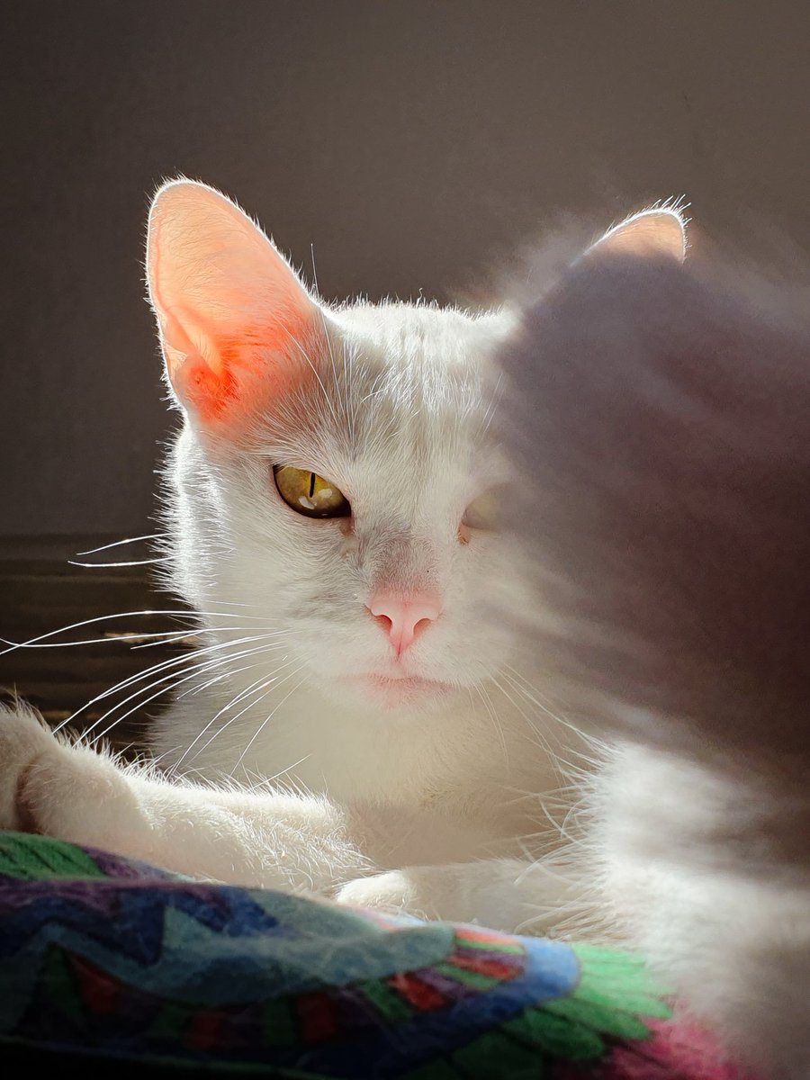 SantiiagoAlt's tweet photo. Sacarle fotos a gatitos is my passion https://t.co/WIiimDM6DN