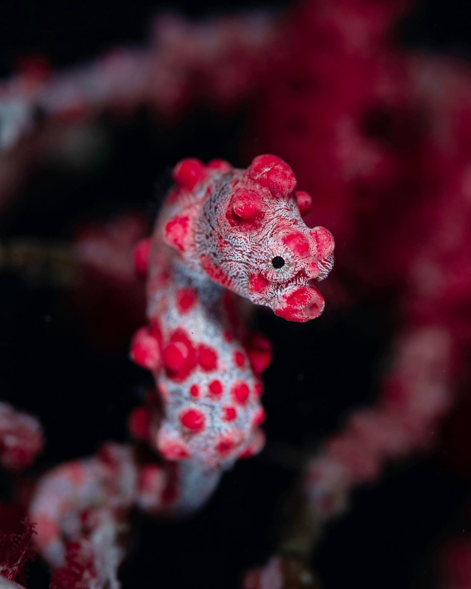 Brooke Pyke tweet media