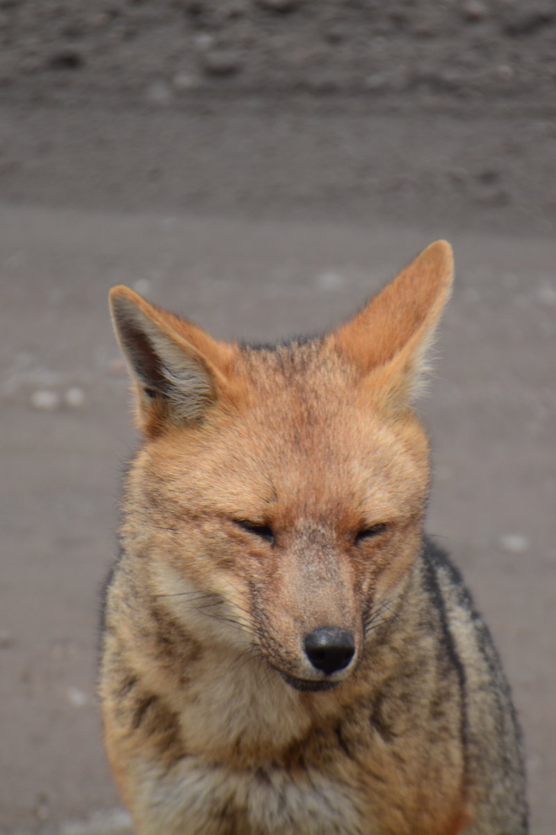 _RobertHofstede's tweet photo. Triste ver que en el parqueadero del PN Cotopaxi (a 4600 m alt) andan unos lobos de #páramo (Lycalopex culpaeus) que perdieron su comportamiento natural; ahora están mansos, pidiendo (con éxito!) comida a los visitantes. ¿Daño colateral del aumento de visitantes a los parques? https://t.co/a0Xrjyh2KE