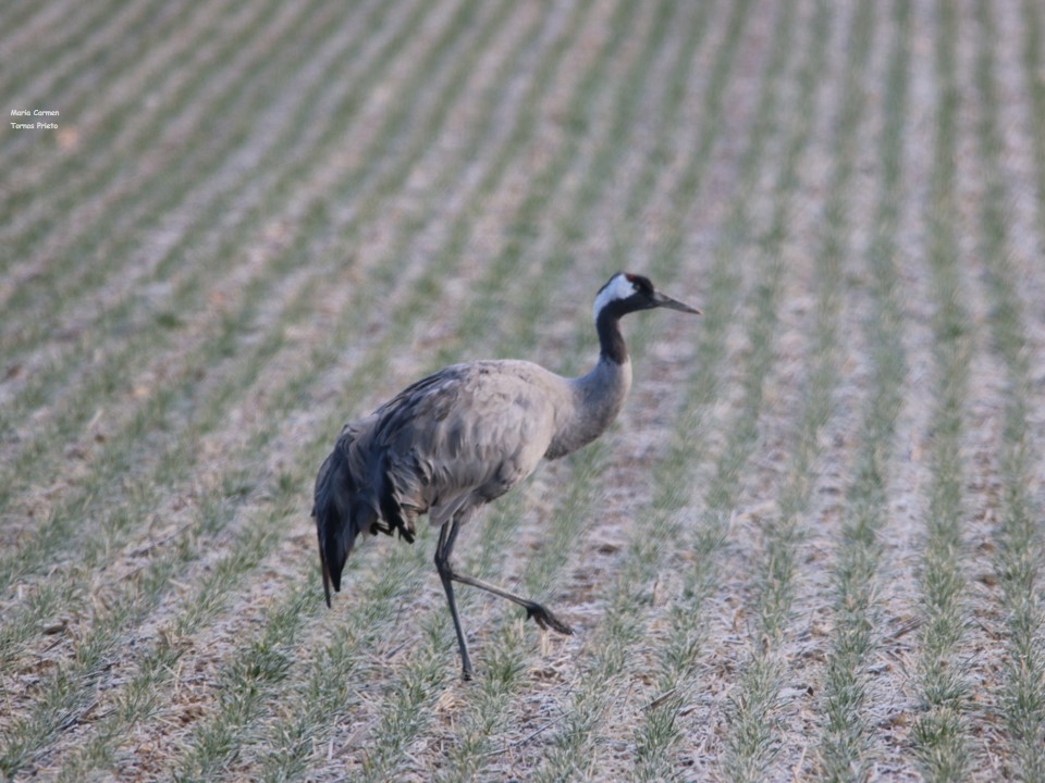 #lasCuerlas #grullas #lagunaDeGallocanta