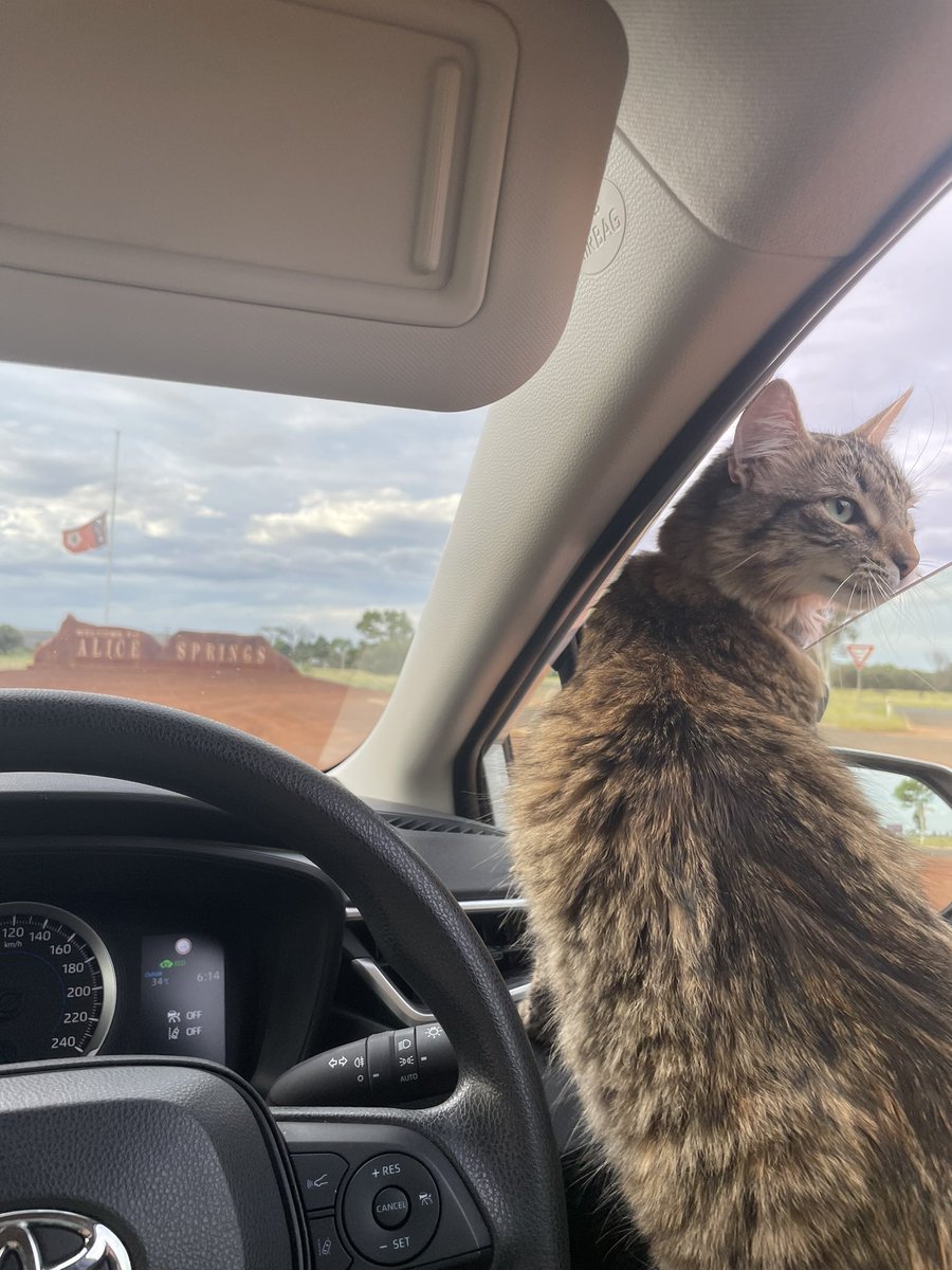 My cat (who I got at my first journo job in New Zealand) joined me here in Alice Springs yesterday evening, we’re both excited to put down some roots and enjoy this beautiful &amp; exciting place 🏜️