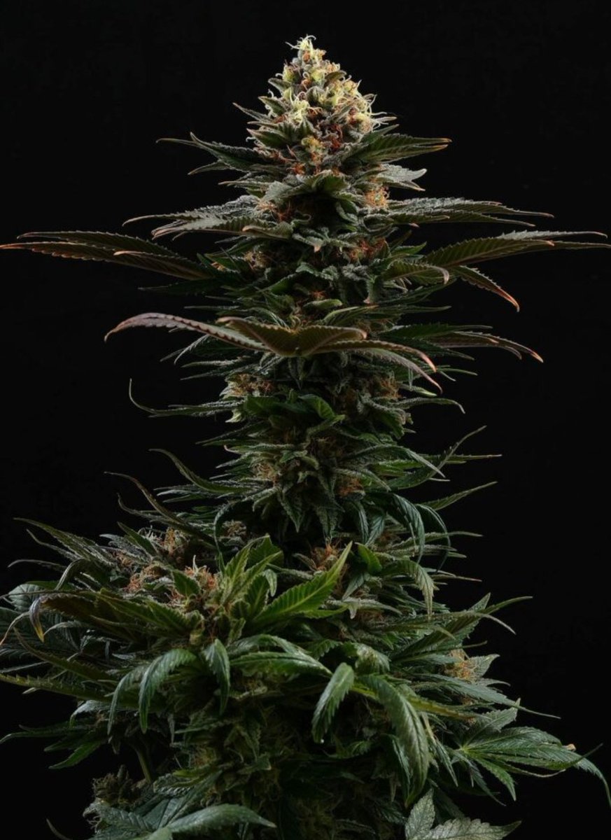 KannabiaGlobal's tweet photo. The shared joy: Sativa Dream
A #KannabiaSeeds 🌱 seed meant to be shared. #SativaDream gives you memorable moments with friends thanks to its social effect of laughter, relaxation and partying 🥳💃🏻🎉
📢 Featured as #SeedOfTheMonth in @revistacanamo 💚
https://t.co/U7cSmkqbRu https://t.co/79UPoGtath