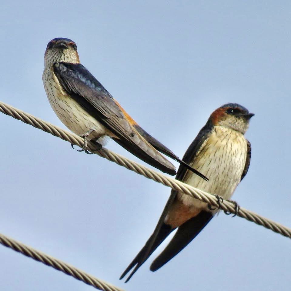 #Two2Tango ….#IndiAves 

#BirdsOfTwitter #pairofbirds #vrupix
