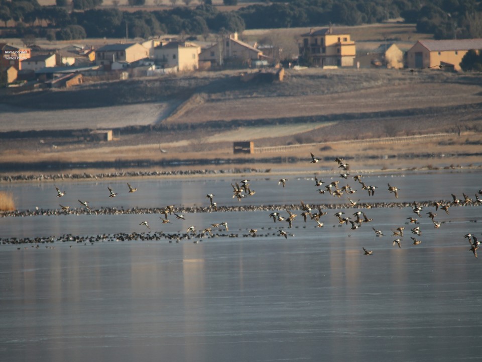 Temperatura a las 6h  -8°
Temperatura a las 7h  -5.7°
Buen y feliz día para todos.
Jueves 2 de marzo.
#lagunaDeGallocanta 
#grullas
#frío 
#VirgenDelBuenAcuerdo