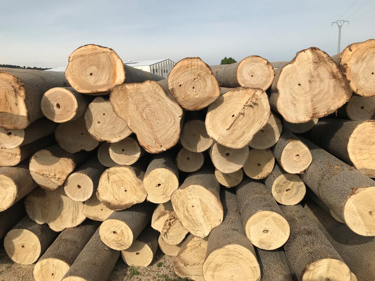 After the Paulownia tree is planted and maintained for approximately 10 years, it is harvested which is fairly straight forward because it has a straight trunk, it is stacked as in the picture below for 6 to 8 weeks where it air dries ready for use and the stump starts to grow