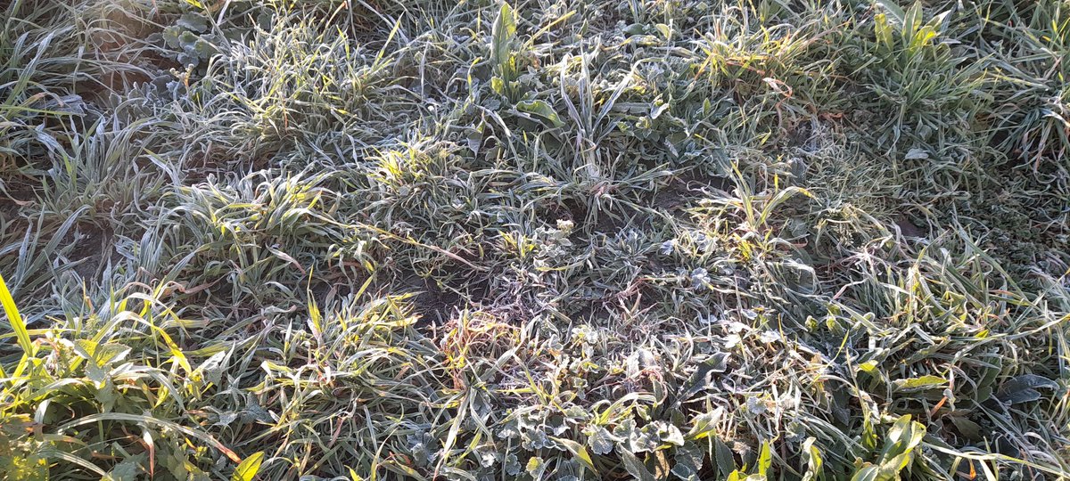 CeLiaSanfiz's tweet photo. Bos e xeados días #Coruña !! #xeada #marzo #faiunfrioquepela https://t.co/n2KHXQEOEz