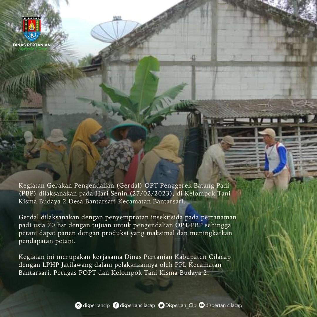 Dispertan_Clp's tweet photo. Kegiatan Gerakan Pengendalian (Gerdal) OPT Penggerek Batang Padi (PBP) dilaksanakan pada Hari Senin (27/02/2023), di Kelompok Tani Kisma Budaya 2 Desa Bantarsari Kecamatan Bantarsari.
#gerdal
#OPT
#penggerekbatangpadi
#dispertan
#cilacap https://t.co/ofAwEkJqOL