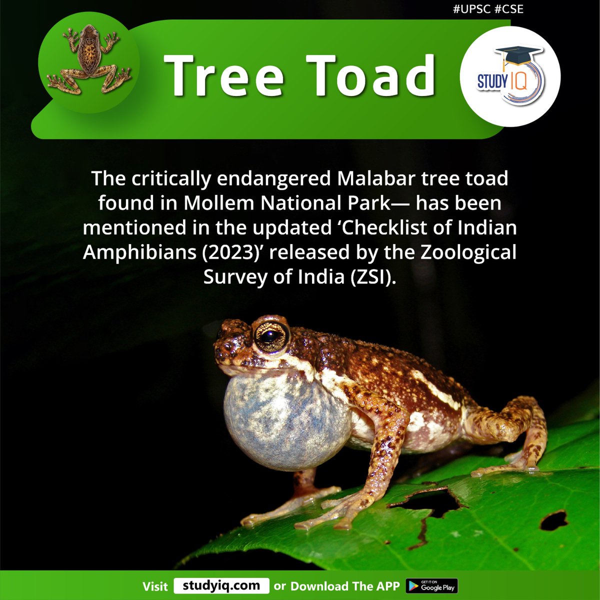 upsciq's tweet photo. Tree Toad
#treetoad #whyinnews #malabartreetoad #malabar #mollemnationalpark #indianamphibians #zoologicalsurveyofindia #zsi #westernghats #karnataka #deccan #tainingwater #southwestmonsson #foreststreams #maharashtra #goa #karnataka #kerala #tamilnadu #climatechange #upsc #cse https://t.co/7vz9vdQvzY