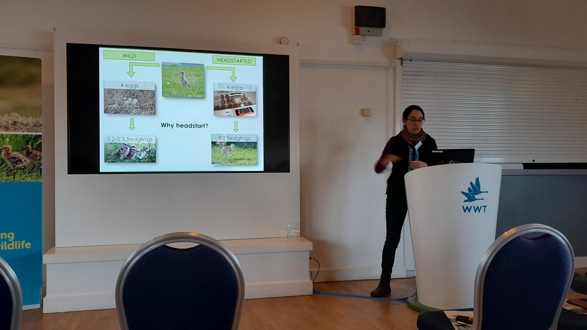 ErikKleyheeg's tweet photo. Excellent examples of wader headstarting projects by @_SamanthaFranks (#curlew) and @donaldsonlynda1 (#godwit) in the UK at the @projectgodwit Conference at @WWTLondon, showing natural behaviour of released birds joining the tiny populations of both species in England. https://t.co/AqMuGab1y4