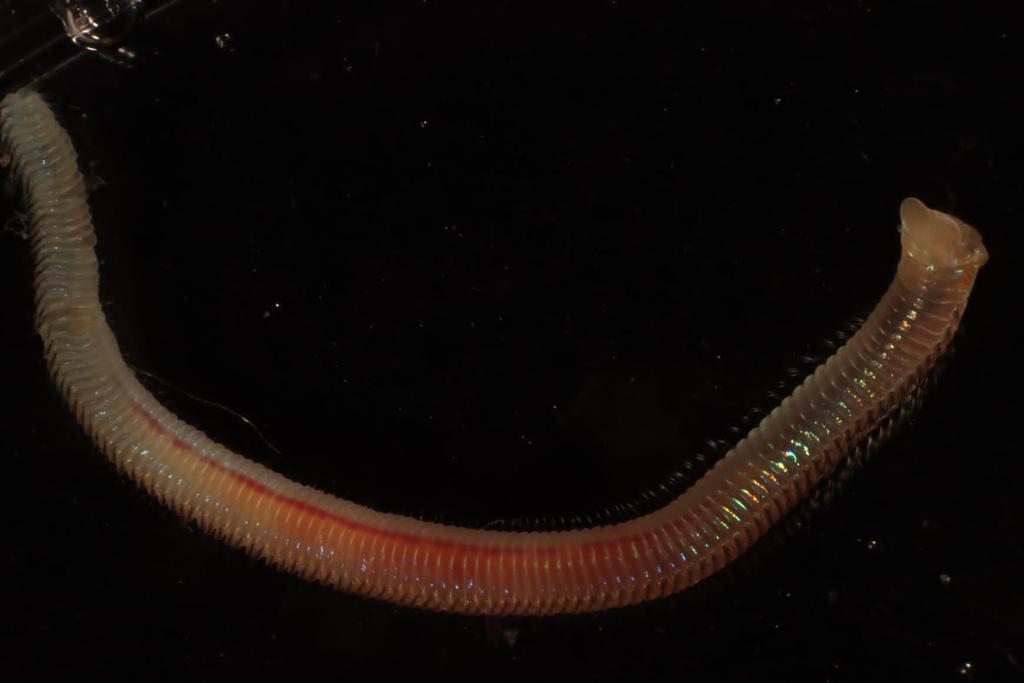 LucasDKing07's tweet photo. Some beautiful Lumbrinerids in the latest box core 🤌 #SMARTEXCCZ #AbyssalAnimalOfTheDay #WormWednesday @adrg1 @LupitaBribiesc1 @mbelen_arias @evacdstewart https://t.co/ypFGr1TBSg
