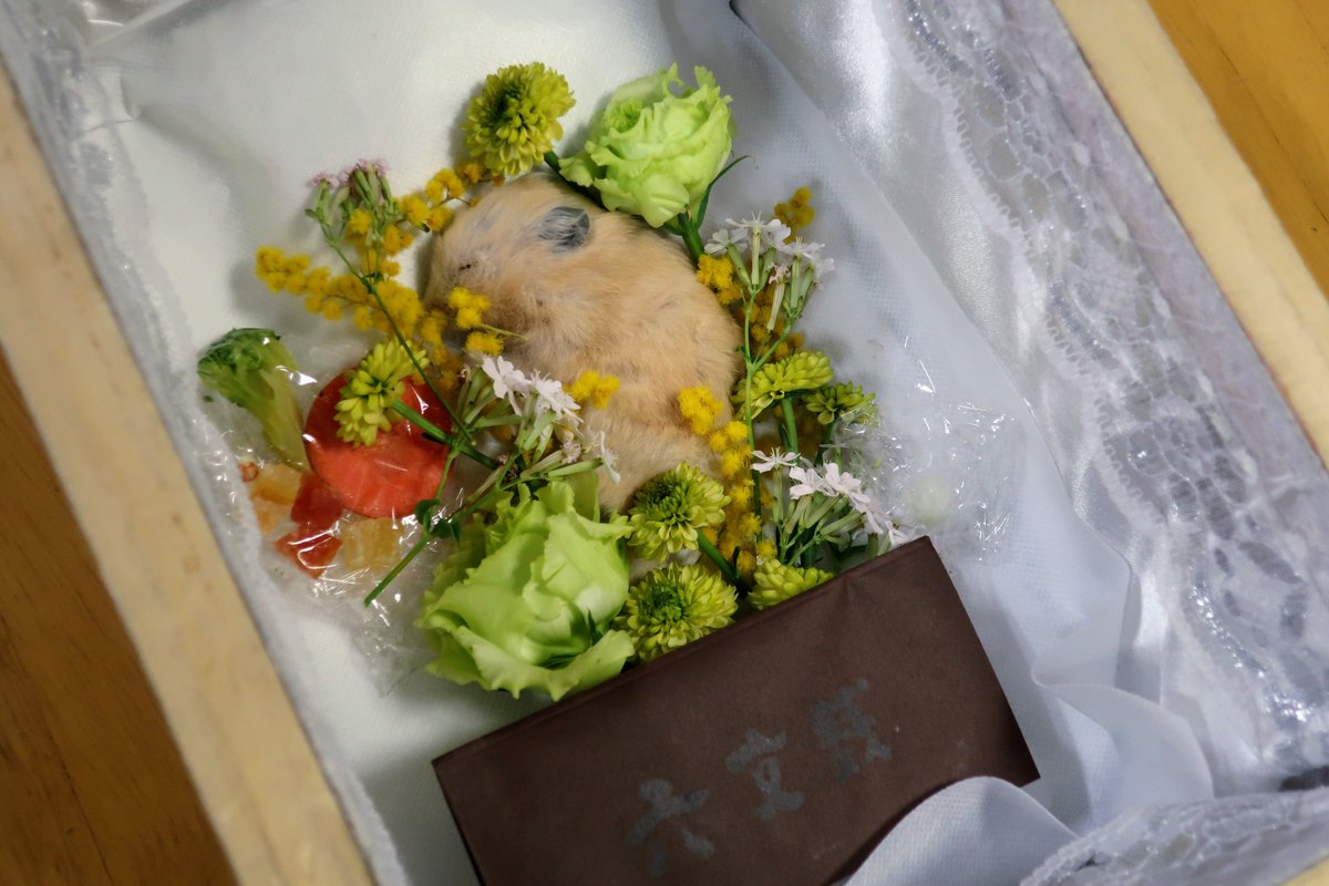 hamster_daizu's tweet photo. 今日の昼に大豆くんを送りました。
やっぱりまだ気持ちの整理ができなくて、もう少し掛かりそうです。
とても親身になって色々やってくれる葬儀屋さんで良かったです。骨を丁寧に拾い上げてくれて感謝です。
まだしばらくケージは片付けられないかな。

▼動物の園グループ
https://t.co/NQNmbJYbXQ https://t.co/eZrf3qH2Wn