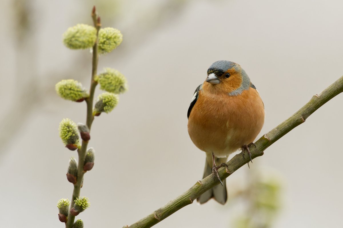 Giles Greenwood (@giles_greenwood) on Twitter photo There are lots of chaffinches at @E17Wetlands at the moment. I like the variety and colour of the little birds that is easily missed without binoculars or a whacking great camera lens.
@WildLondon <a href="/Team4Nature/">Team4Nature</a> <a href="/NatureUK/">NatureUK</a> <a href="/Natures_Voice/">RSPB</a> <a href="/LeeValleyPark/">Lee Valley Park</a> There are lots of chaffinches at @E17Wetlands at the moment. I like the variety and colour of the little birds that is easily missed without binoculars or a whacking great camera lens.
@WildLondon <a href="/Team4Nature/">Team4Nature</a> <a href="/NatureUK/">NatureUK</a> <a href="/Natures_Voice/">RSPB</a> <a href="/LeeValleyPark/">Lee Valley Park</a>