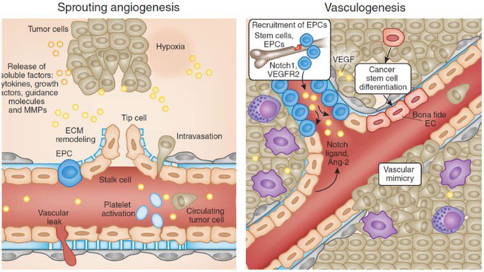 📚#ثريد عن #الخلايا_السرطانية 🧫

(1) هي خلايا لديها #طفرات🧬 في #الحمض_النووي #DNA تتسبب في نموها وانق...