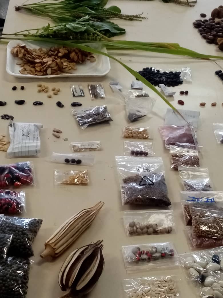 *01-03-2023* Plan de Formación del MAELARA, dirigido a  U.E y productores de la parroquia Tamaca: 
1.- Taller de *Agroecología* introducción, concepto, principios, dimensiones. 2-Uso de bioinsumos, experiencias con los indígenas venezolanos,influencia de las fases lunares en la..