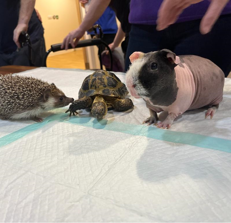 Amy Lea (@amy_lea_ot) on Twitter photo Spring sprung at Woodlands Hospital yesterday with the 1st Home Safari session. All 3 wards had opportunity to receive 1 hour each of animal therapy as part of a Trust pilot project aimed at embedding animal therapy into core business <a href="/SalfordGMMH/">salfordGMMH</a> <a href="/GMMH_NHS/">Greater Manchester Mental Health</a> @OT_LauraF Spring sprung at Woodlands Hospital yesterday with the 1st Home Safari session. All 3 wards had opportunity to receive 1 hour each of animal therapy as part of a Trust pilot project aimed at embedding animal therapy into core business <a href="/SalfordGMMH/">salfordGMMH</a> <a href="/GMMH_NHS/">Greater Manchester Mental Health</a> @OT_LauraF