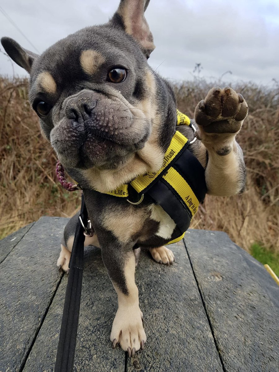 DT_Leeds's tweet photo. 👋 Hey everyone! It’s almost Friday and Ralph’s here to help get you through! 🙋
He’s looking for his forever home too so check him out 👇
https://t.co/u1oDOP8bdI
#frenchie #frenchbulldog #dogsoftwitter #adoptdontshop #rehome #ineedahome #helpingpaw #adorable #cute @DogsTrust https://t.co/kLYTJMOGNm