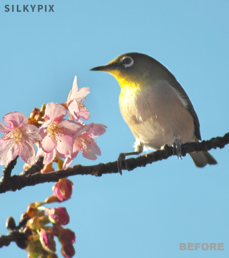 SILKYPIX_WORLD's tweet photo. 🍀 #SILKYPIX Developer Studio
🍀 Today's Functions Introduction

We introduce the "Fine color controller."

For more information👇
https://t.co/JA171lxvqh

#SILKYPIX #photography #edit_image
#edit_photograph #photo_editing
#japan #nature #bird https://t.co/WDnYrr7Eir