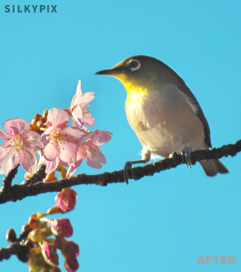 SILKYPIX_WORLD's tweet photo. 🍀 #SILKYPIX Developer Studio
🍀 Today's Functions Introduction

We introduce the "Fine color controller."

For more information👇
https://t.co/JA171lxvqh

#SILKYPIX #photography #edit_image
#edit_photograph #photo_editing
#japan #nature #bird https://t.co/WDnYrr7Eir