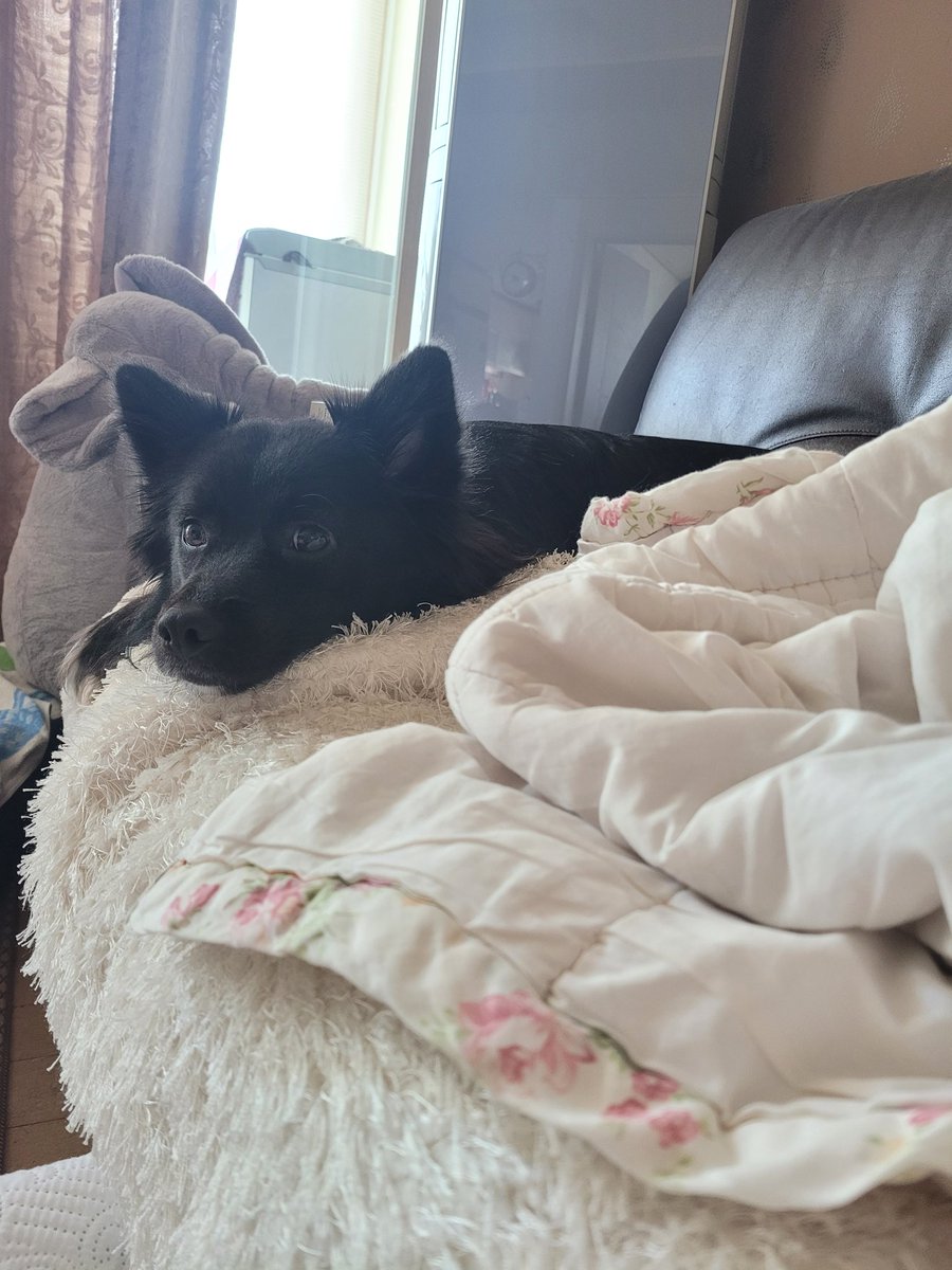 중요한 건 얼굴 보고 데려온 게 아니라, 얼굴 보고 데려오더라도 어디서 어떻게 데려왔는지지. 어떻게 동일시를? 

큐티풀 하랑이 보고 가세요