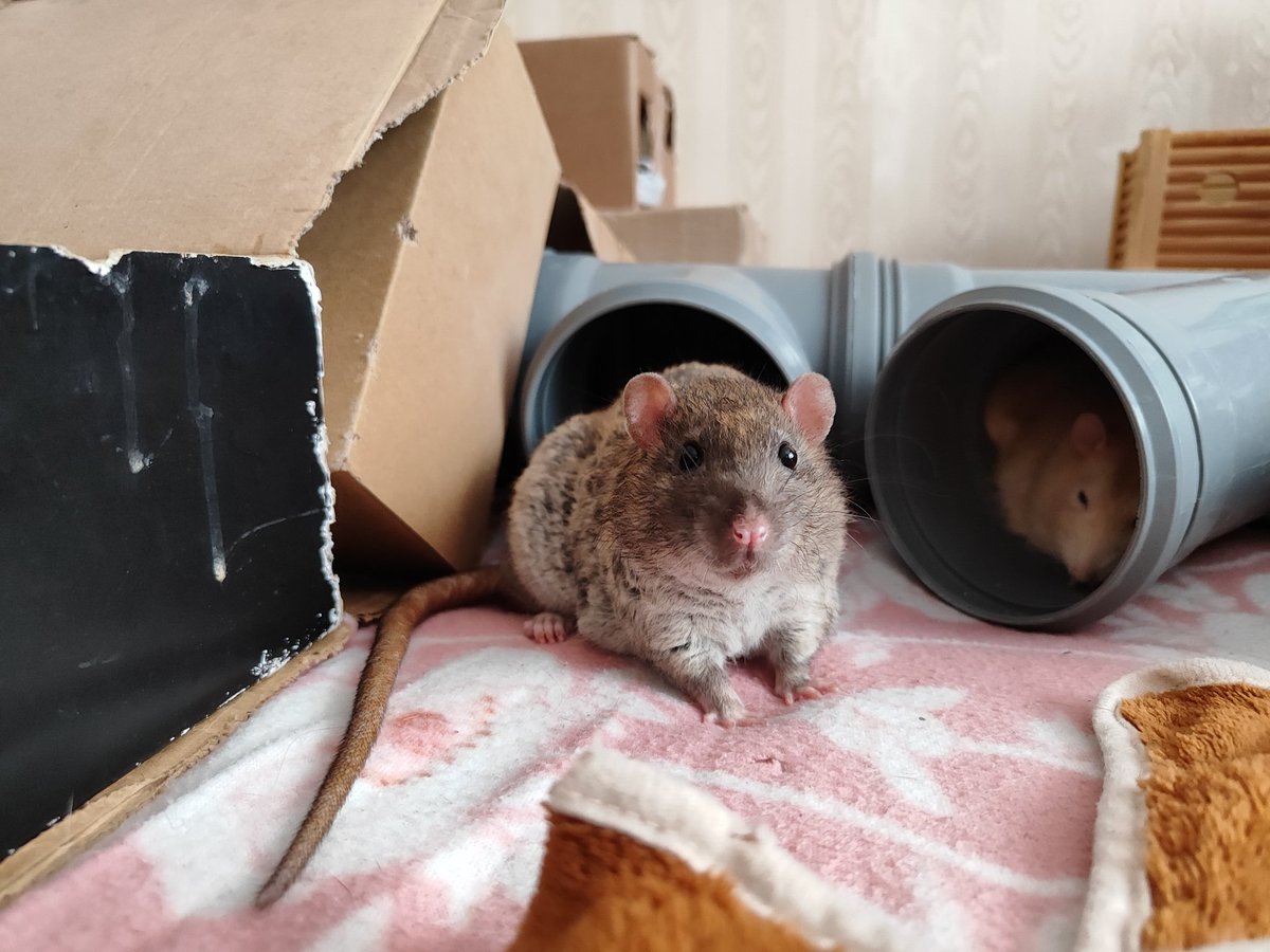 rats_ambassador's tweet photo. Самый милый шар в мире https://t.co/quzRN4LFXP