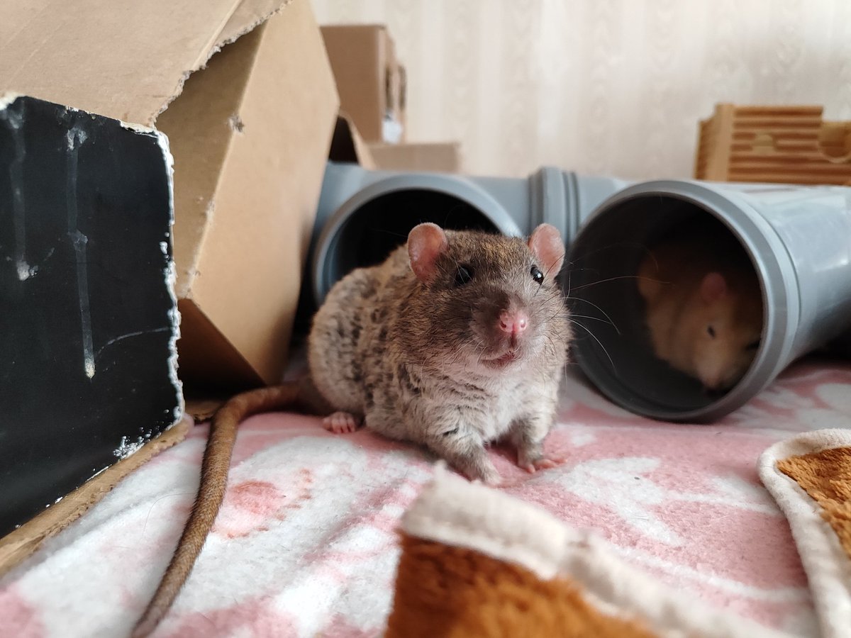 rats_ambassador's tweet photo. Самый милый шар в мире https://t.co/quzRN4LFXP