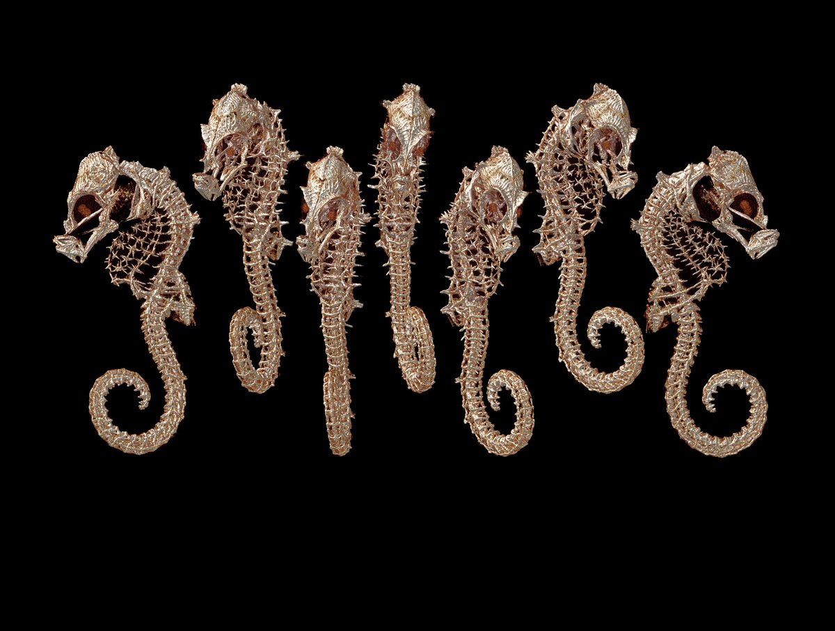 Adam P. Summers tweet media