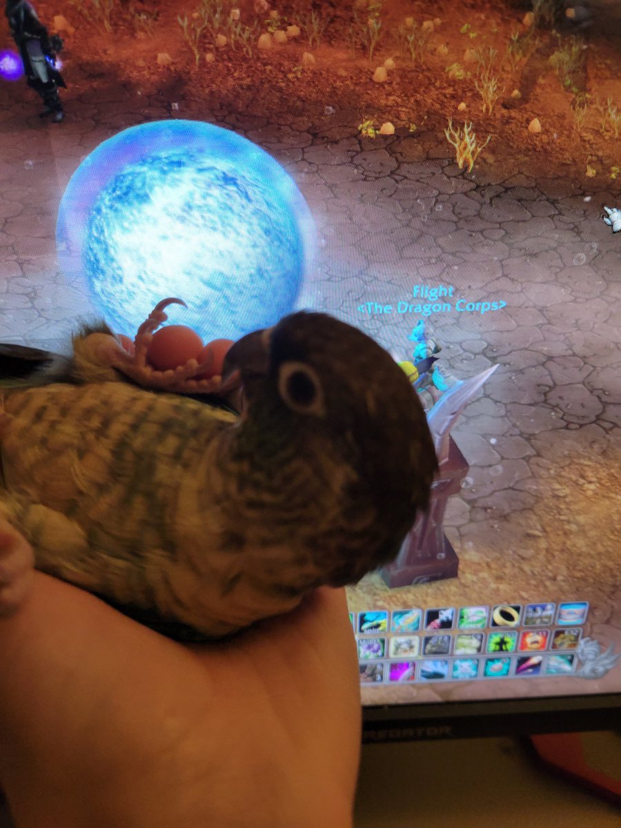 BeakNotorious's tweet photo. @thedagon4 Sacrificing my bird to the holy FORB. Praise Cod! https://t.co/8FhYdIzUI9