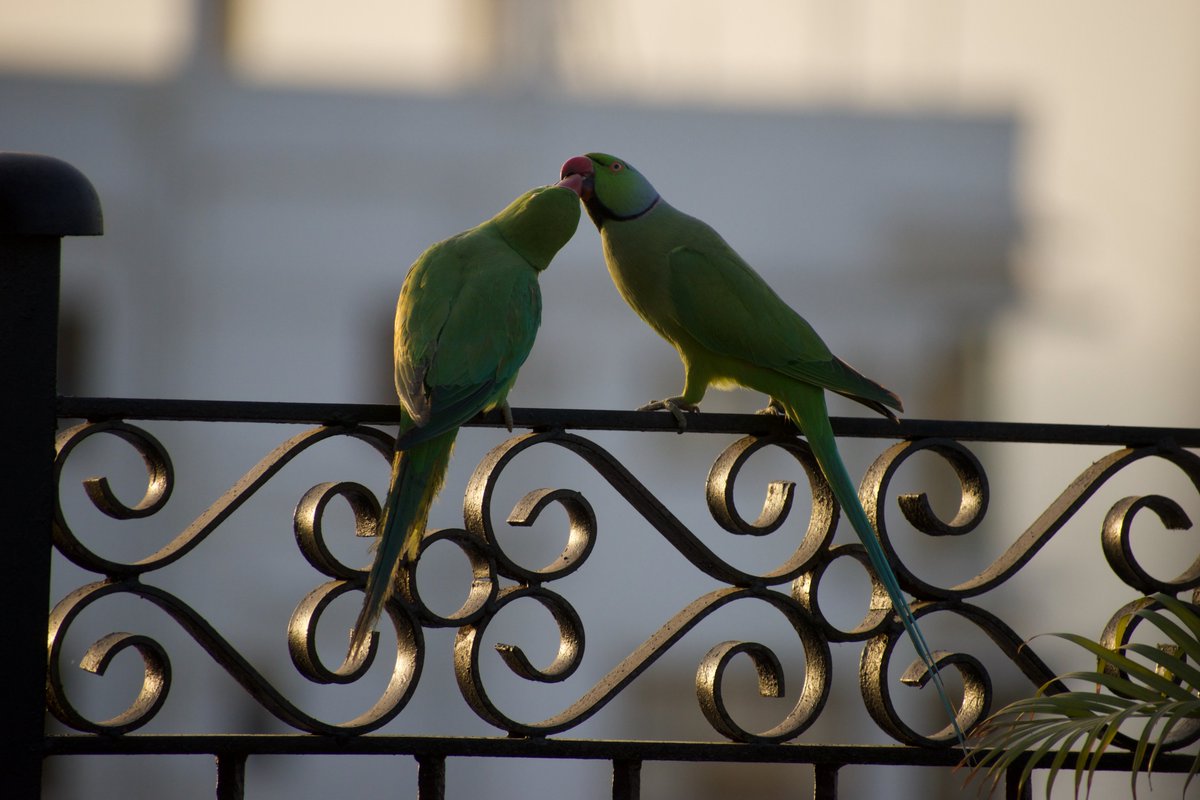 SahirDoshi's tweet image. For #IndiAves #TwoToTango: no one tangos like totas.