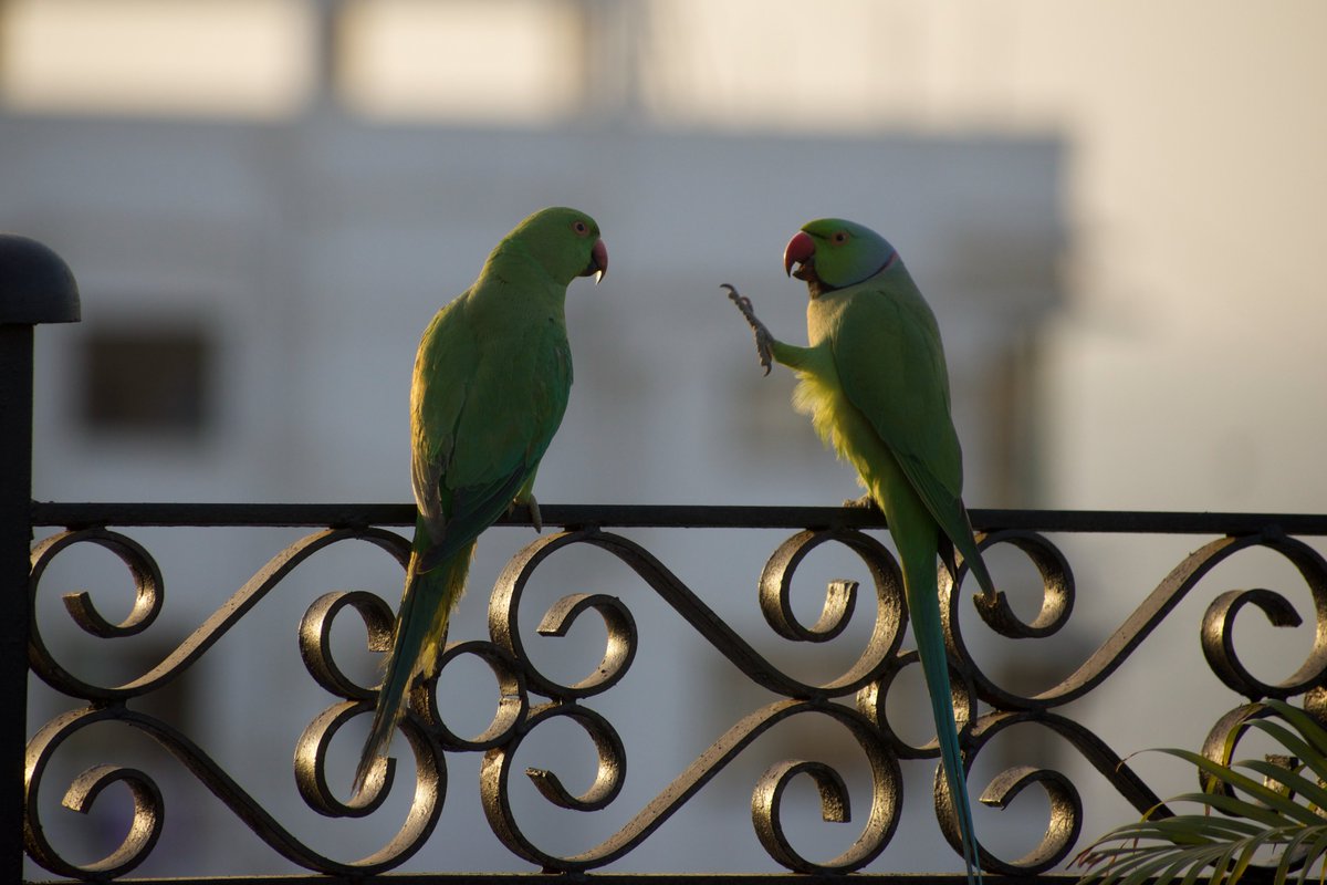 SahirDoshi's tweet image. For #IndiAves #TwoToTango: no one tangos like totas.