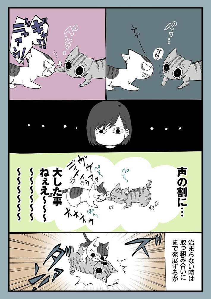 毎日ケンカをする2匹の猫 飼い主が「平和だなあ」と思った理由が? https://t.co/lklWq7ujtY @grapeejpより 