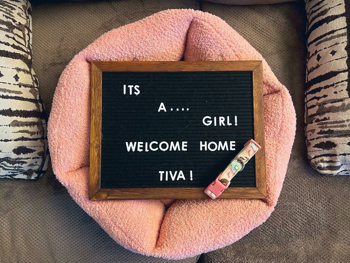Rebecca_akaMom's tweet photo. We added 4 paws to our family! Welcome home Tiva💗🐶🐾
#puppy #pitbullcollie #8weeksold https://t.co/mj6e19JtcT